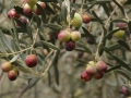 rama olivo